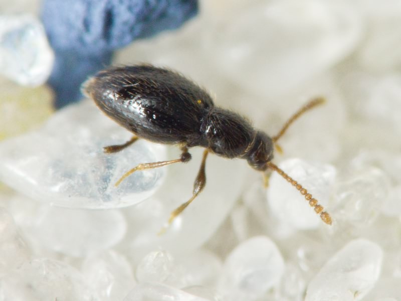 Stenichnus (Cyrtoscydmus) collaris (P.W.J. Müller & Kunze, 1822)